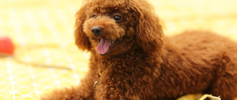 Caniche